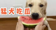 娱乐吃瓜蛋仔名字大全,趣味横生的昵称盛宴