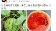 哪里可以吃娱乐圈瓜,揭秘明星们的幕后故事与幕后美食