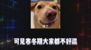 娱乐八卦吃瓜配图大全集,吃瓜配图大全集，带你领略明星幕后故事