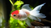 娱乐吃瓜小金鱼小说,小金鱼吃瓜记