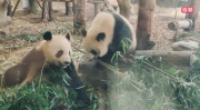 娱乐吃瓜大熊猫视频,一场娱乐吃瓜盛宴
